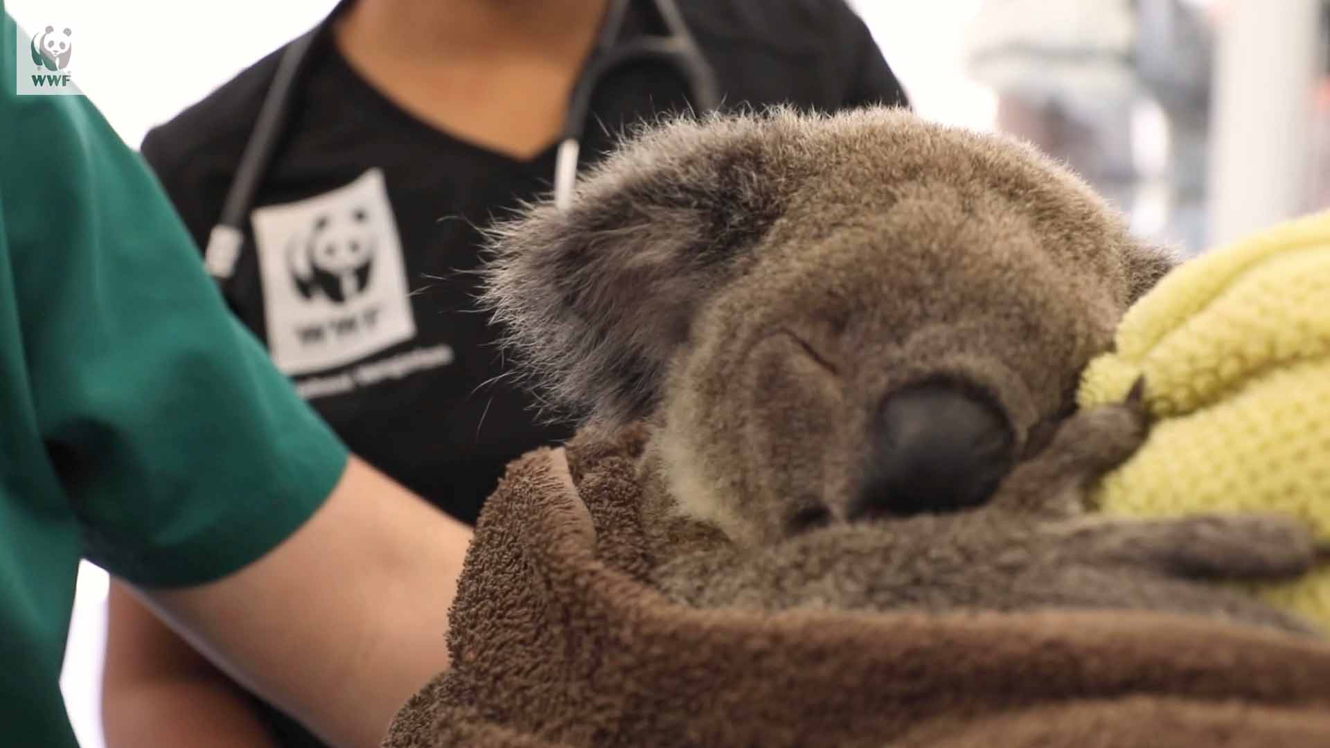 WWF x Koala