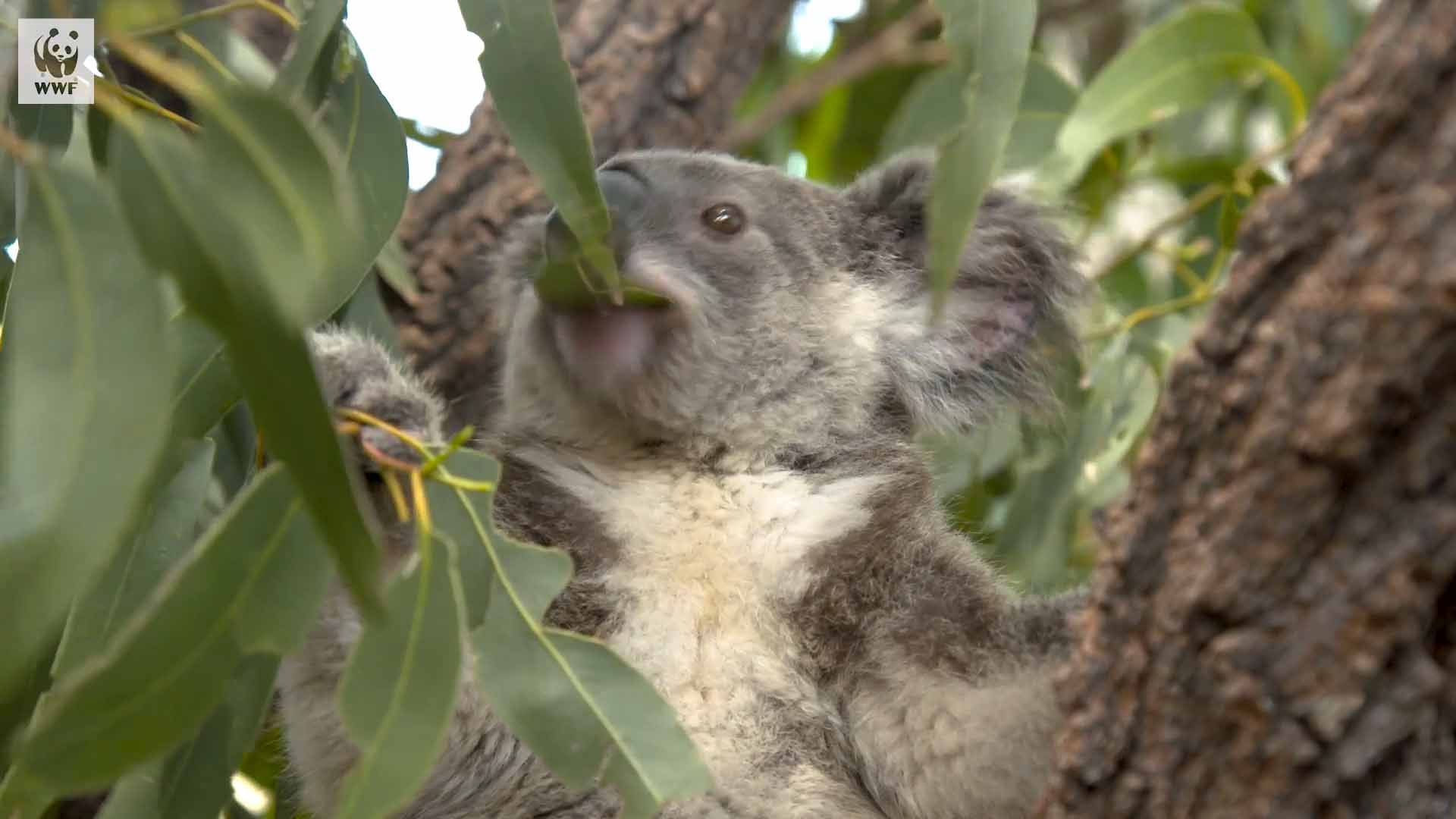 WWF x Koala
