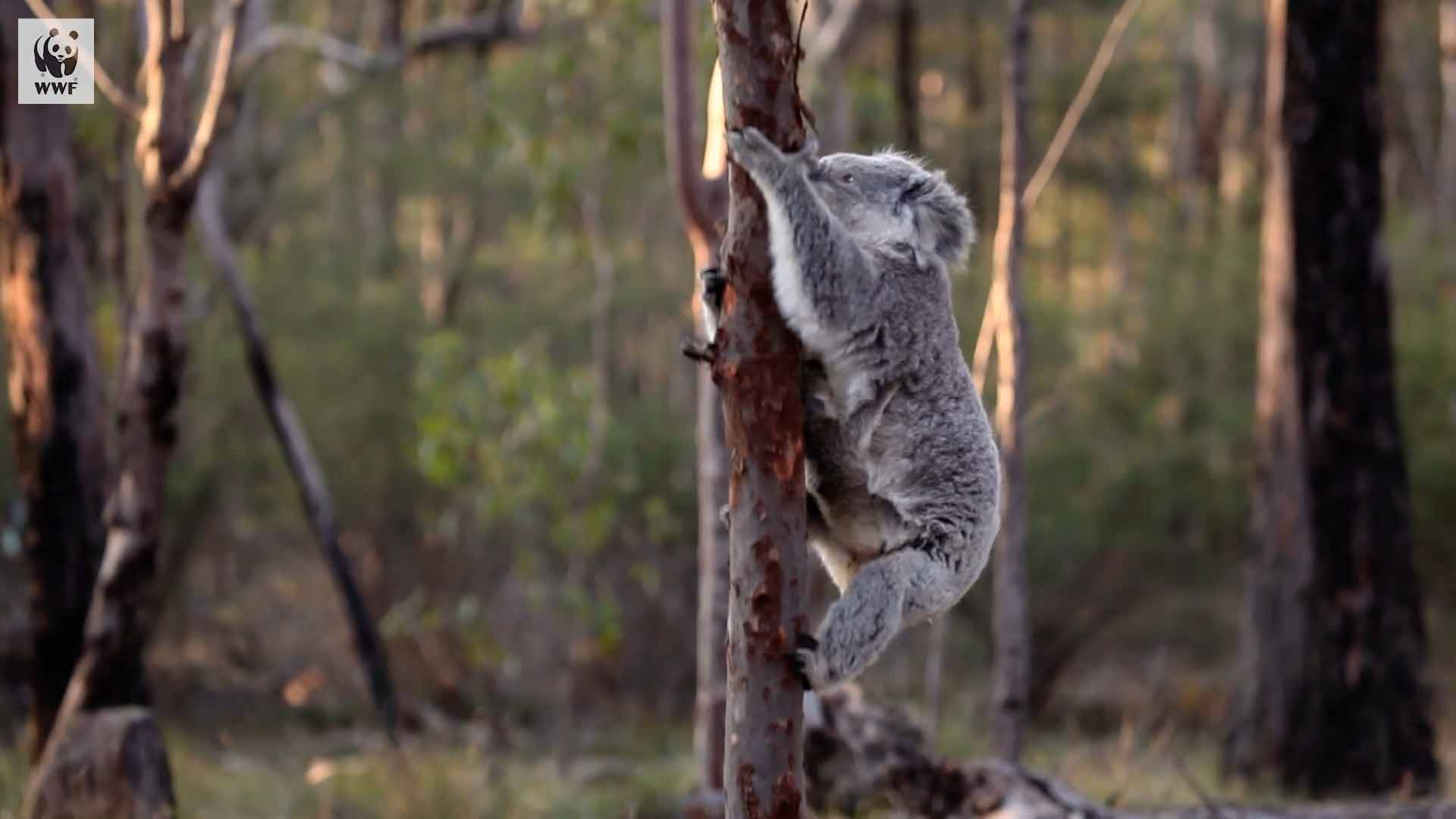 WWF x Koala