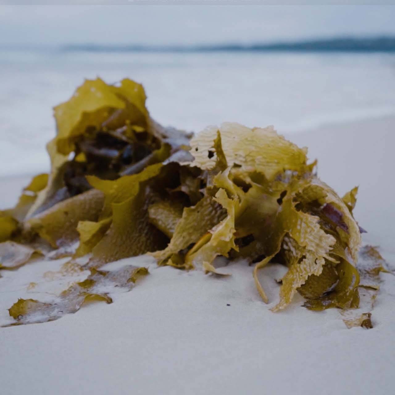 A close up of Seaweed on the shore of a beautiful beach