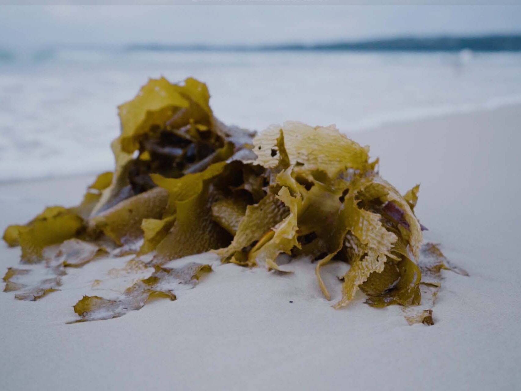 A close up of Seaweed on the shore of a beautiful beach