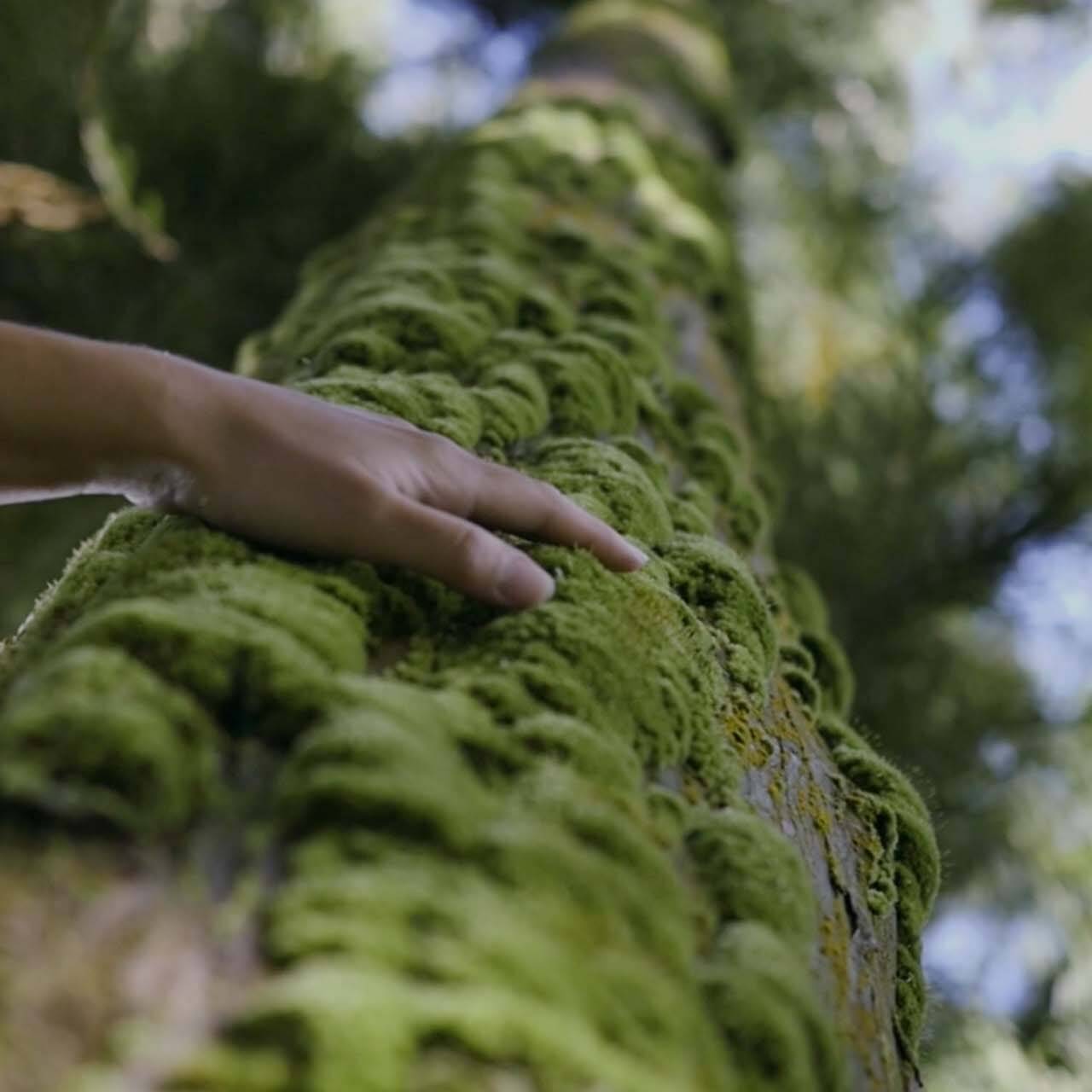 Beautiful shot of hand running across green tree