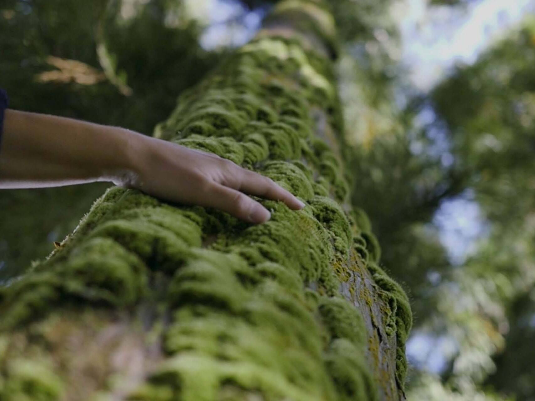 Beautiful shot of hand running across green tree